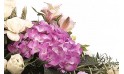 vue sur un hortensia parme de la raquette de fleurs Affection