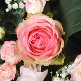 mosaïque : vue sur une magnifique rose rose de la couronne Infinie Tendresse