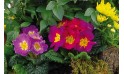 L'Agitateur Floral | zoom sur les primevères de la coupe de plantes