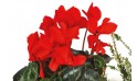 L'Agitateur Floral | vue sur des cyclamen rouge de la composition Etincelle