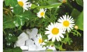 L'Agitateur Floral | vue sur les anthémis blancs de la jardinière de plantes roses & blanches Calypso