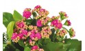L'Agitateur Floral | vue sur le kalanchoé rose de la jardinière de plantes roses & blanches Calypso