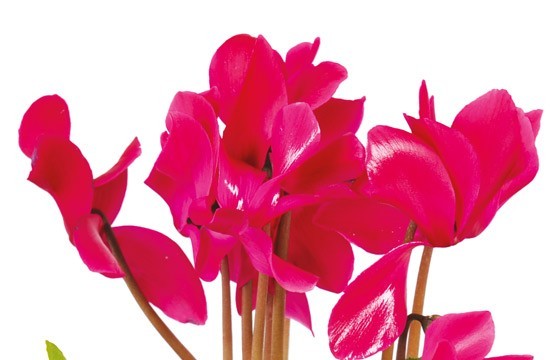 L'Agitateur Floral | vue sur des cyclamens de la Composition de deuil rose-fuchsia Voyage Eternel