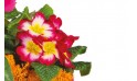 L'Agitateur Floral | vue sur des primevères de la Composition de deuil rose-fuchsia Voyage Eternel