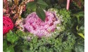 L'Agitateur Floral | vue sur un choux d'ornement de la Coupe de plantes vertes & rouges Morphée