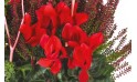 L'Agitateur Floral | vue sur un cyclamen rouge de la Coupe de plantes vertes & rouges Morphée