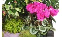 L'Agitateur Floral | vue sur un kalenkoé de la Composition de plantes de deuil Le Jardin d'Olympe