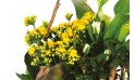 L'Agitateur Floral | L'Agitateur Floral | vue sur un kalanchoé jaune de la Composition de deuil jaune & blanche Intensité