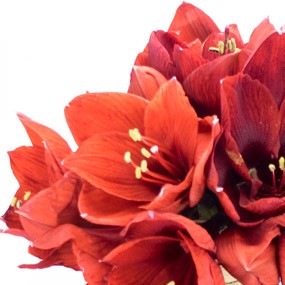 mosaïque : zoom sur de magnifique amaryllis rouge du Bouquet d'Amaryllis L'enchanteur