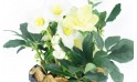 L'Agitateur Floral | zoom sur les fleurs de l'hellébore