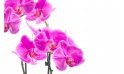 macro sur l'Orchidée Double Branche Rose Mauve