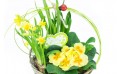 zoom sur le panier printanier de Jonquilles et Primevère