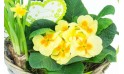zoom sur les primevères du Panier printanier de Jonquilles et Primevère