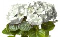 image de la tête de l'Hortensia Blanc