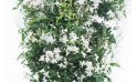 Zoom du jasmin en fleur photo principale