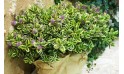 L'Agitateur Floral | image de la coupe de véronique