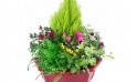 Agitateur Floral | zoom coupe de plantes "Tendre Pensée"