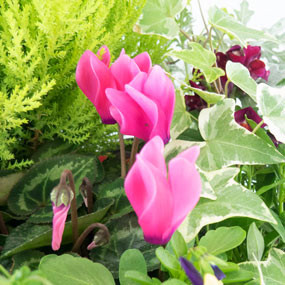 Agitateur Floral | zoom cyclamen rose coupe de plantes "Tendre Pensée"