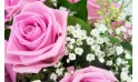 L'Agitateur Floral | vue sur le gypsophile
