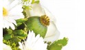 L'Agitateur Floral | zoom sur un pavot du bouquet floral