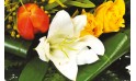 L'Agitateur Floral | zoom un ensemble floral du bouquet Fleurs d'orangé