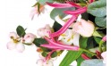 Zoom sur un ensemble de fleurs du bouquet Dédicace