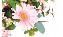 zoom sur un magnifique germini de couleur rose