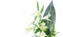 zoom sur le haut du Bouquet de deuil blanc, Condoléances