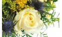 Zoom sur une rose blanche