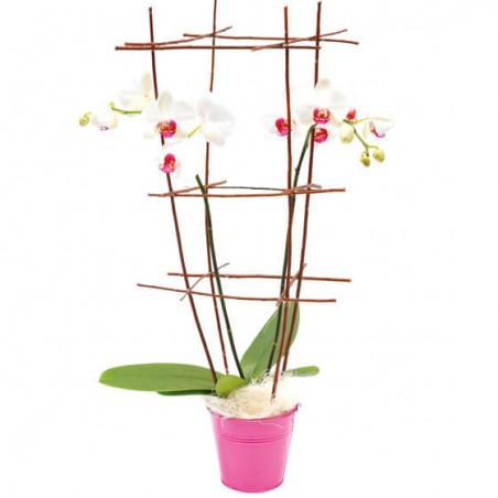 L'Agitateur Floral | image de l'orchidée blanche en cage
