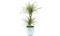 L'Agitateur Floral | image de la plante Dracaena