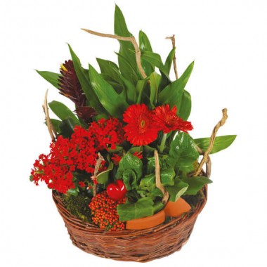 L'Agitateur Floral | image du Panier de plantes Antho le Jardinier