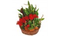 L'Agitateur Floral | image du Panier de plantes Antho le Jardinier