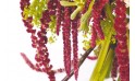 zoom sur des amarantes rouge bordeau