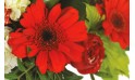 zoom sur un germini rouge