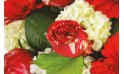 Zoom sur une rose rouge