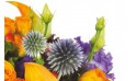zoom sur des chardons du bouquet de fleurs