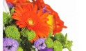 image d'un gerberas de couleur orange