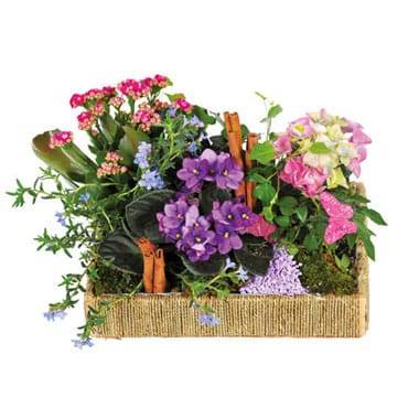 L'Agitateur Floral | image de l'assemblage de plantes le jardin enchanté