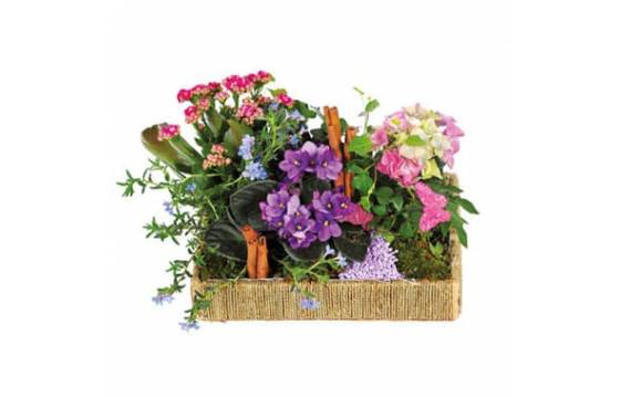 L'Agitateur Floral | image de l'assemblage de plantes le jardin enchanté