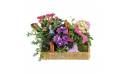 L'Agitateur Floral | image de l'assemblage de plantes le jardin enchanté