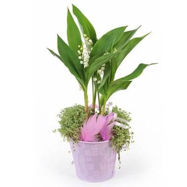 L'Agitateur Floral | Image de la Composition Rosée de Muguet