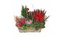 L'Agitateur Floral | image de la Coupe de plantes vertes & rouges Morphée