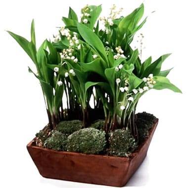 L'Agitateur Floral | image de la Composition de muguet Clochette