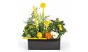 L'Agitateur Floral | image de la coupe de plantes dans les tons jaune le jardin d'Abel