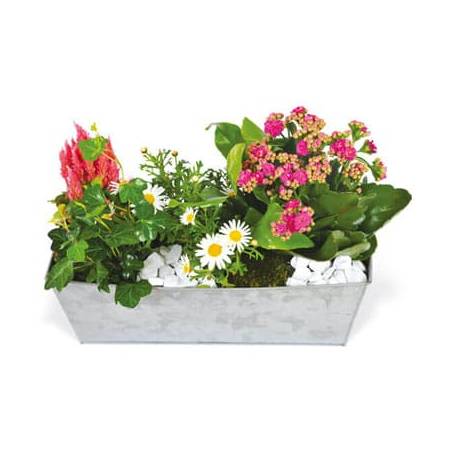 L'Agitateur Floral | image de la lardinière de plantes roses & blanches Calypso