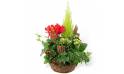 L'Agitateur Floral | Image de dla coupe de plantes vertes & rouges Rêve Florale