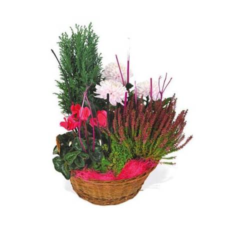 L'Agitateur Floral | image de la composition de plantes rouge et rose Le Jardin des Anges