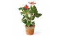 L'Agitateur Floral | image de la plante dépolluante, un anthurium