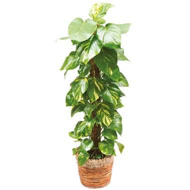 L'Agitateur Floral | image de la plante verte et d'intérieur Athos le Pothos